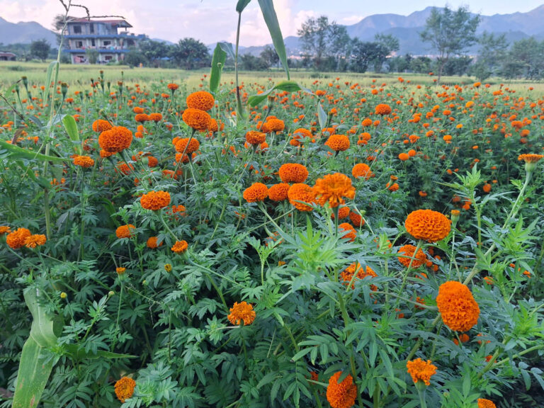 दुई रोपनी क्षेत्रफलमा सयपत्री ढकमक्क, बजार खोज्दै किसान