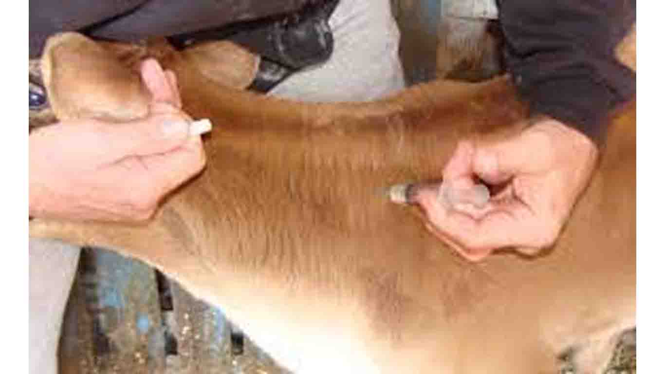 घरपालुवा जनावरका लागि खोप अभियान सञ्चालन गरिँदै