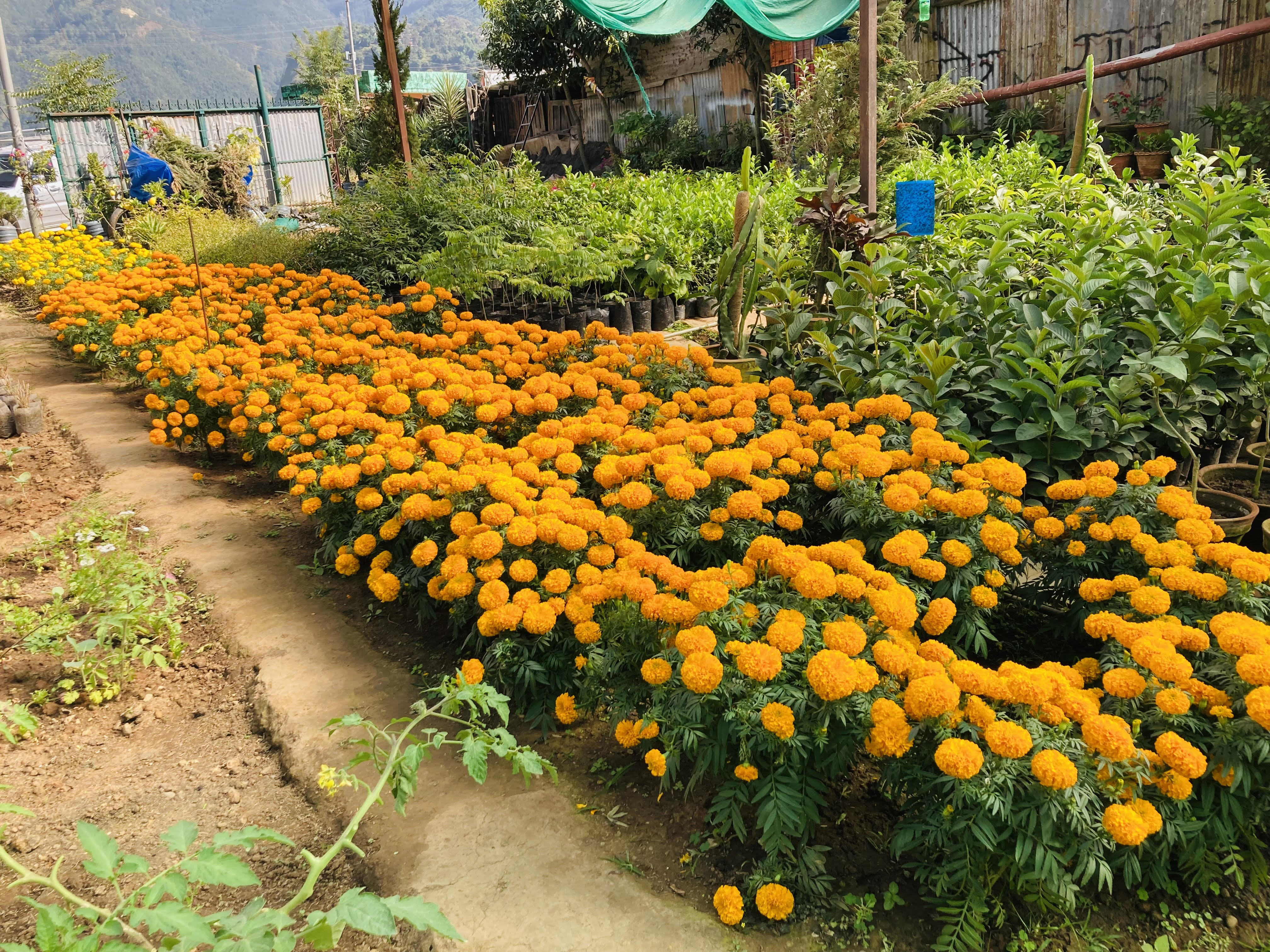 तिहारका लागि सयपत्री फूलका पाँच हजार बिरुवा बिक्री