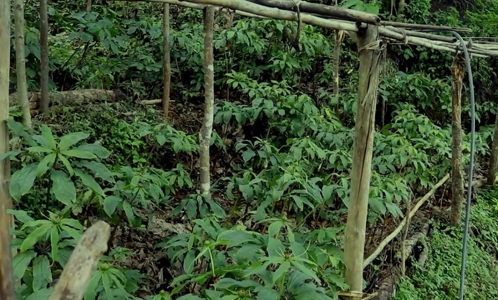 पैँतीस हेक्टर क्षेत्रफलमा जडीबुटीखेती विस्तार