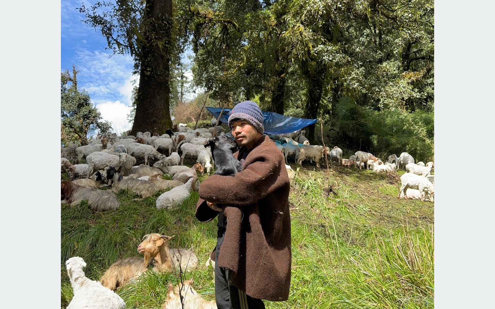 भेडापालनमा भविष्य खोज्दै आस्मन