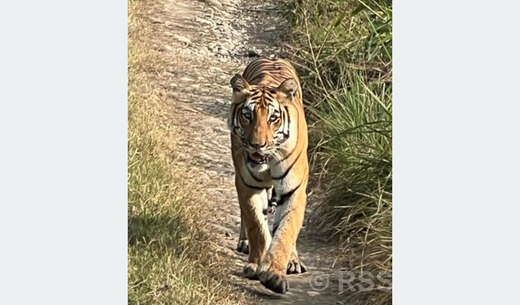 बाक्लो सङ्ख्यामा देखिन थाले चितवन निकुञ्जमा बाघ