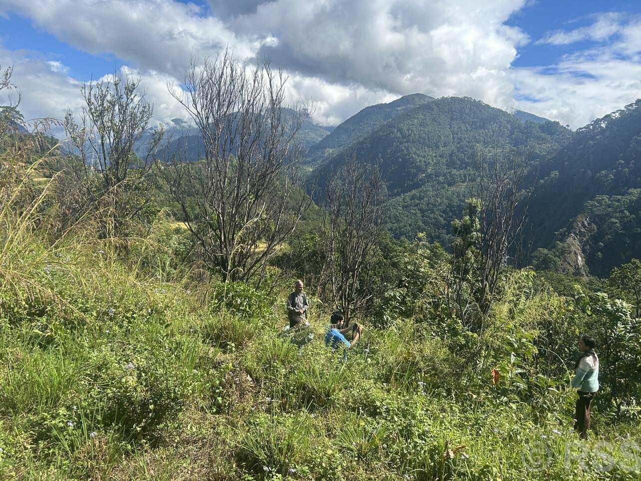 ‘पकेट’ क्षेत्रमै सुन्तलाका बोट सुकेपछि…