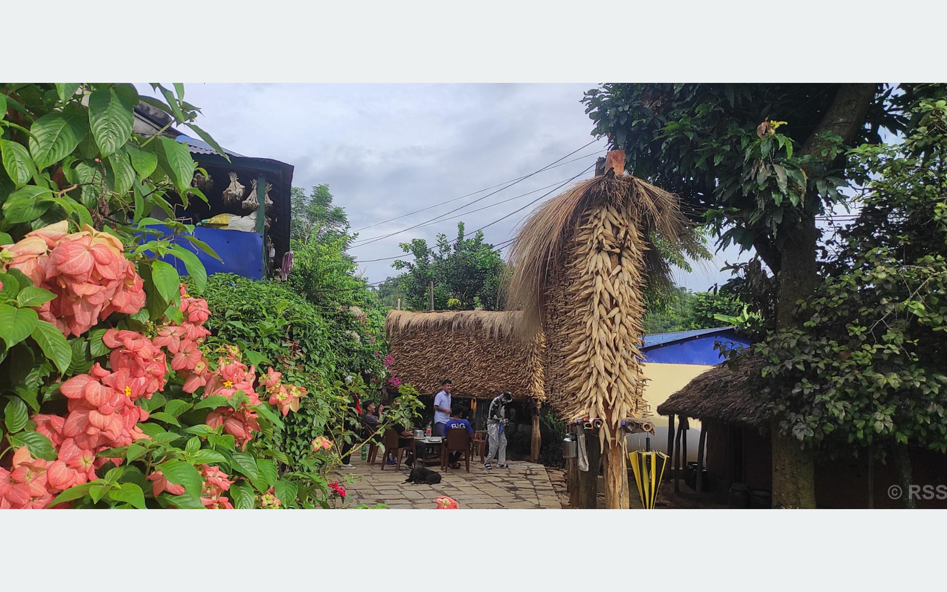 तनहुँमा मकै उत्पादन बढ्यो