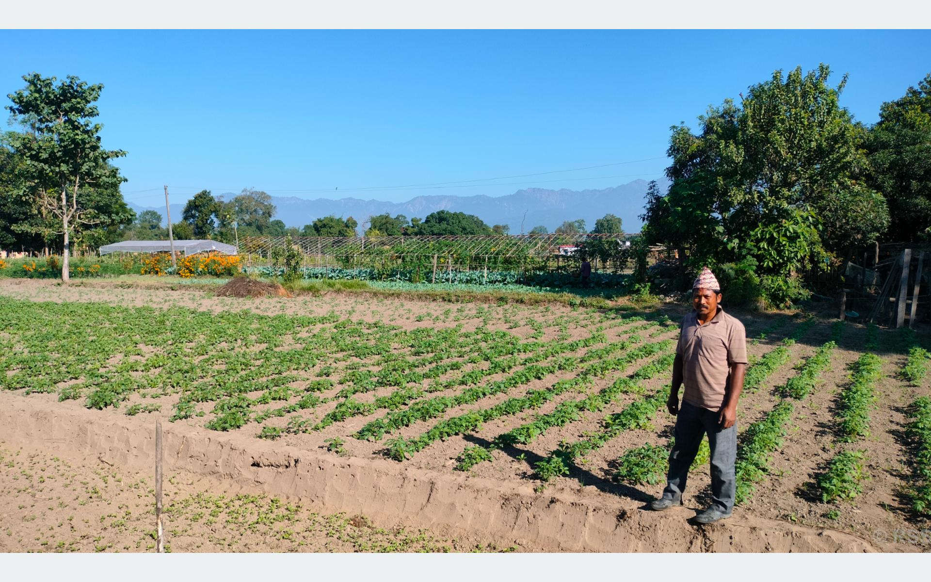 ‘टिपिएस’ विधिबाट आलुखेती