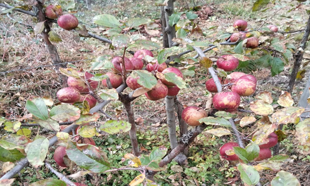 घुन्सा र फलेटारमा स्याउखेतीमा सफल परीक्षण, व्यावसायिक खेतीमा नयाँ सम्भावना