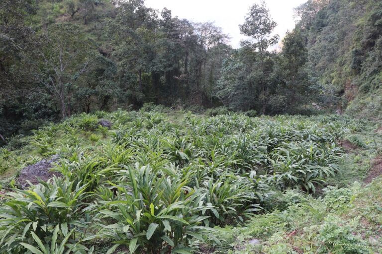 अर्मनमा अलैँचीखेतीको परीक्षण सफल