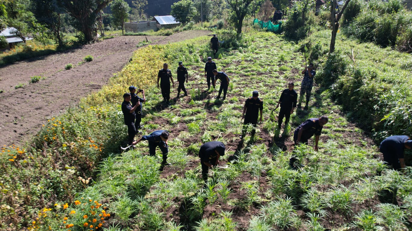मकवानपुरमा ठूलो परिमाणको गाँजा खेती फडानी