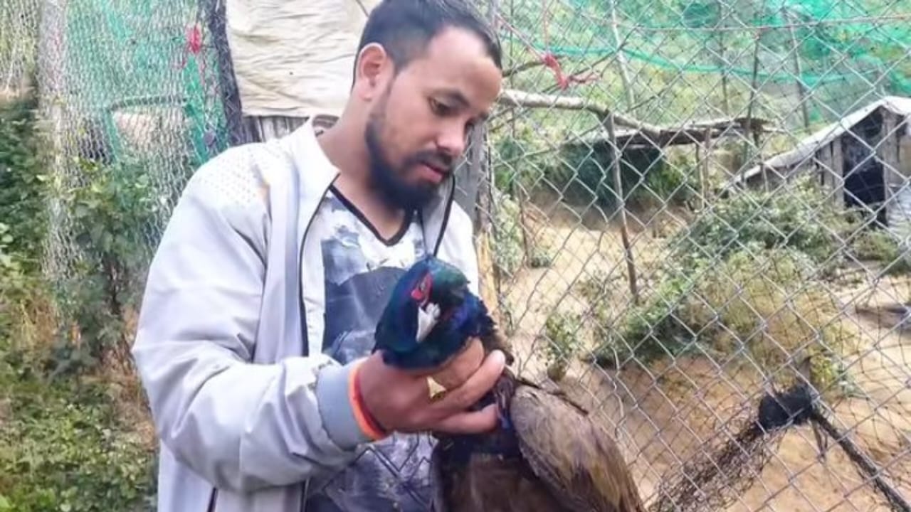 बाजुराको गौमुलमा बाघको बिगबिगीः फर्म भित्रका ४४ कालिज सखाप