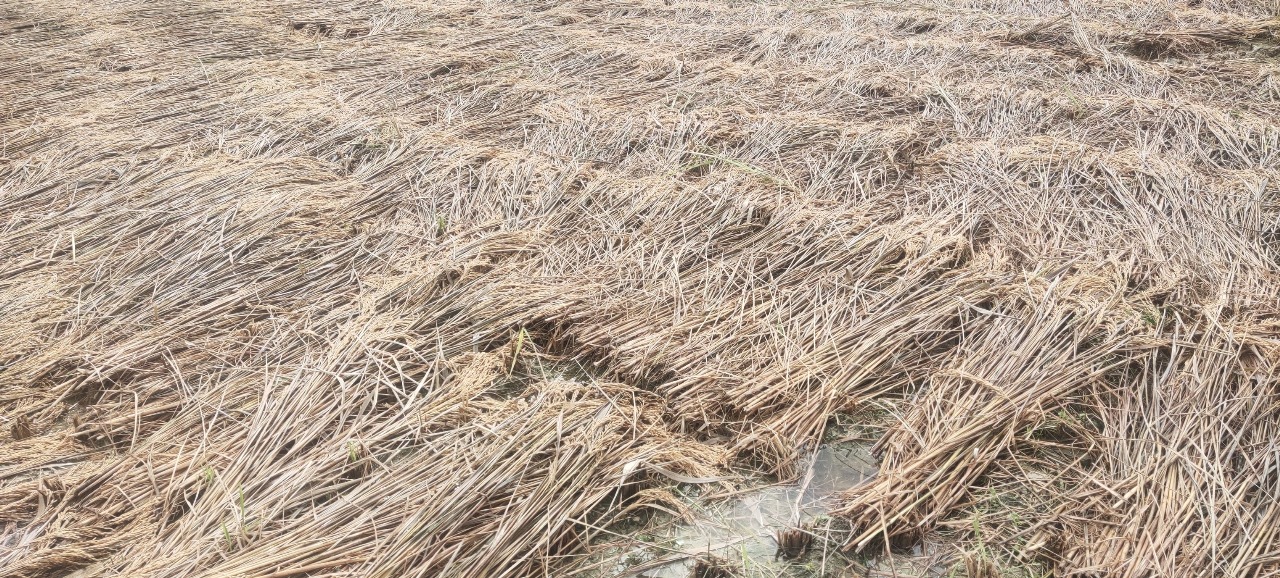 बेमौसमी वर्षाले रामेछापमा ८७ हेक्टरभन्दा बढी धानबालीमा क्षति