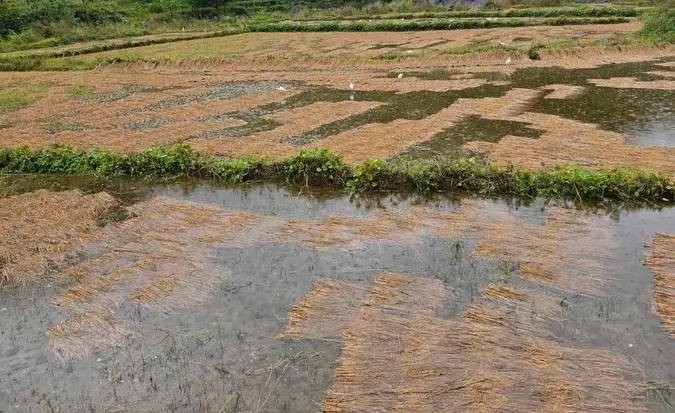 बेमौसमी वर्षाले किसानको काटेको धान डुब्यो, कोदो बालीमा पनि क्षति