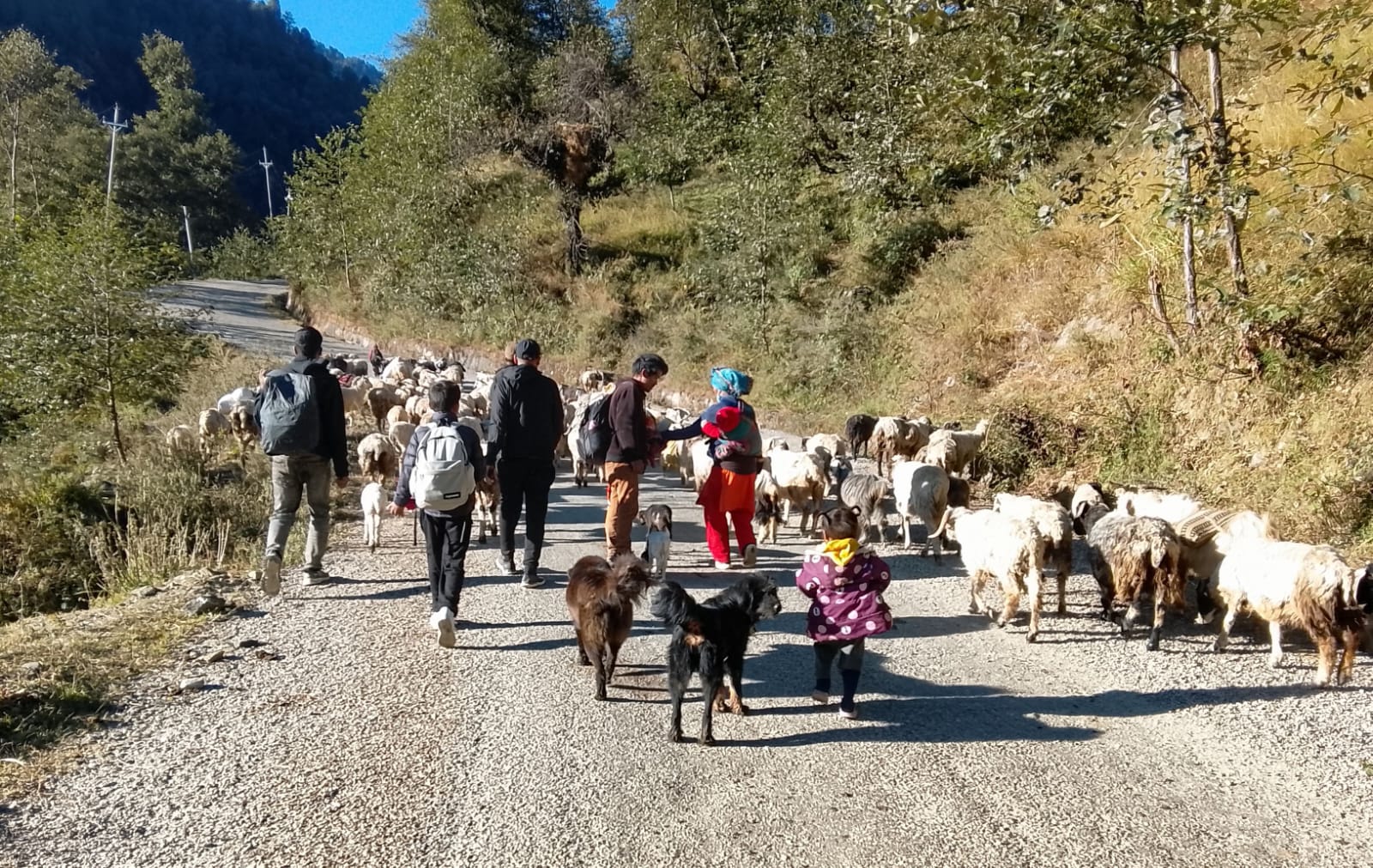 हिमपात र चिसो छल्न बेँसीतिर झर्दै भेडीगोठ