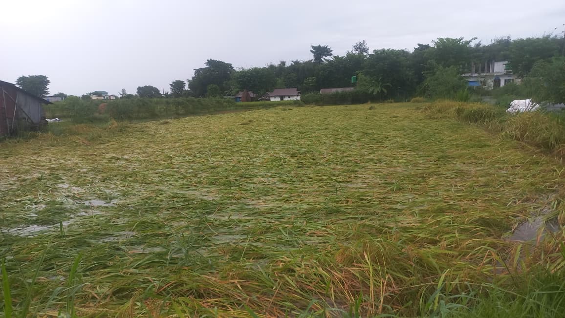 वर्षाले बेहाल धानखेती (तस्बिरहरू)