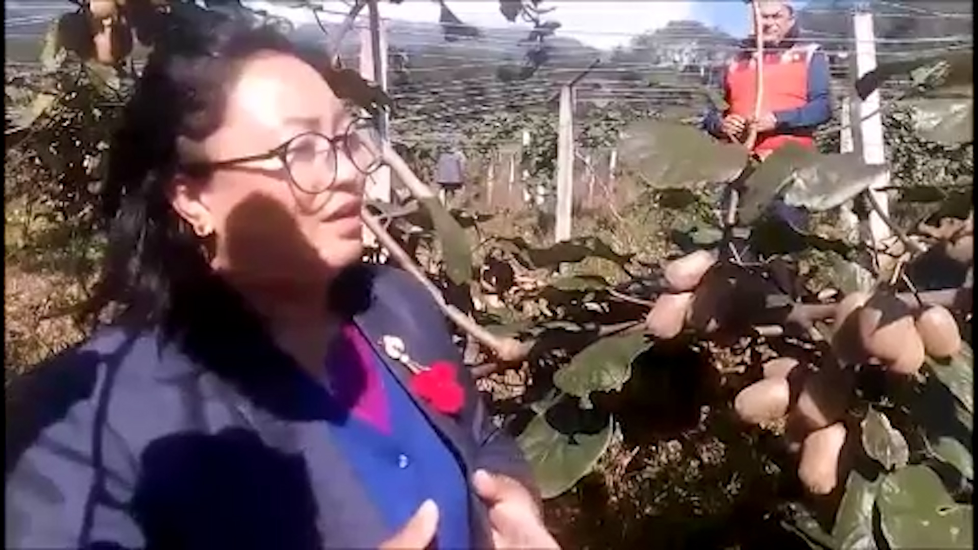 एक सय रोपनी जग्गामा किवी फार्म