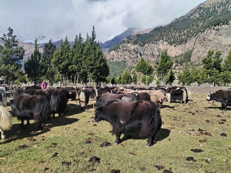 हिमपातपछि मुस्ताङका याकचौंरी बेंसीमा स्थानान्तरण