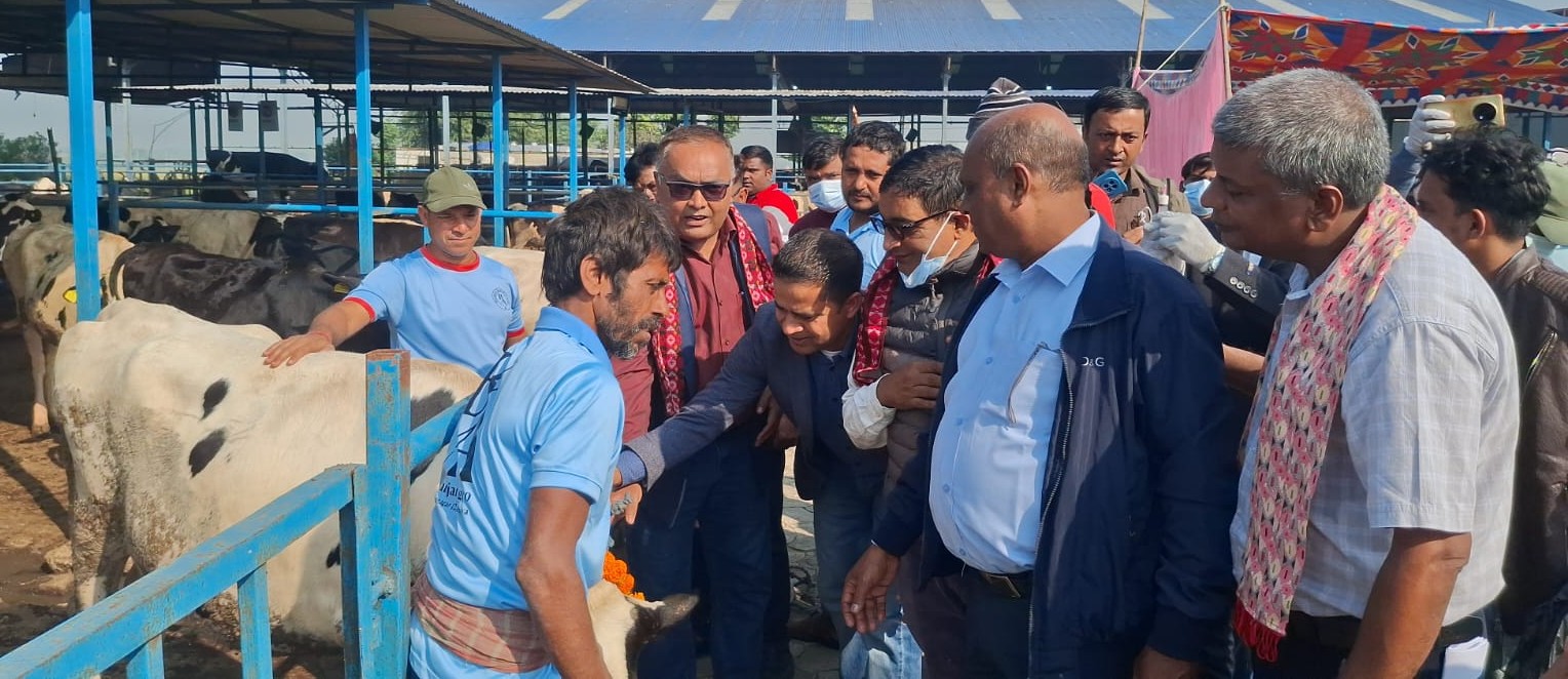 कोशी प्रदेश खोरेतमुक्त अभियानः गाई–भैँसीलाई निःशुल्क खोप