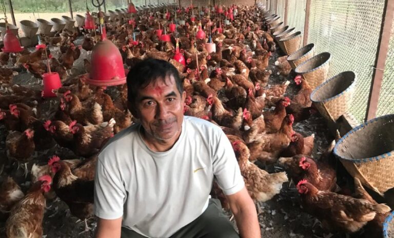 कुखुरापालनबाट मासिक एक लाख आम्दानी गर्दै अर्जुन