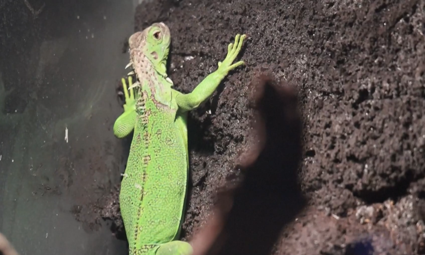 चीनमा विदेशी जनावर पाल्नेको संख्या बढ्दो, छेपारो र कछुवा प्रजाति पाल्ने मात्रै १ करोड ७० लाख