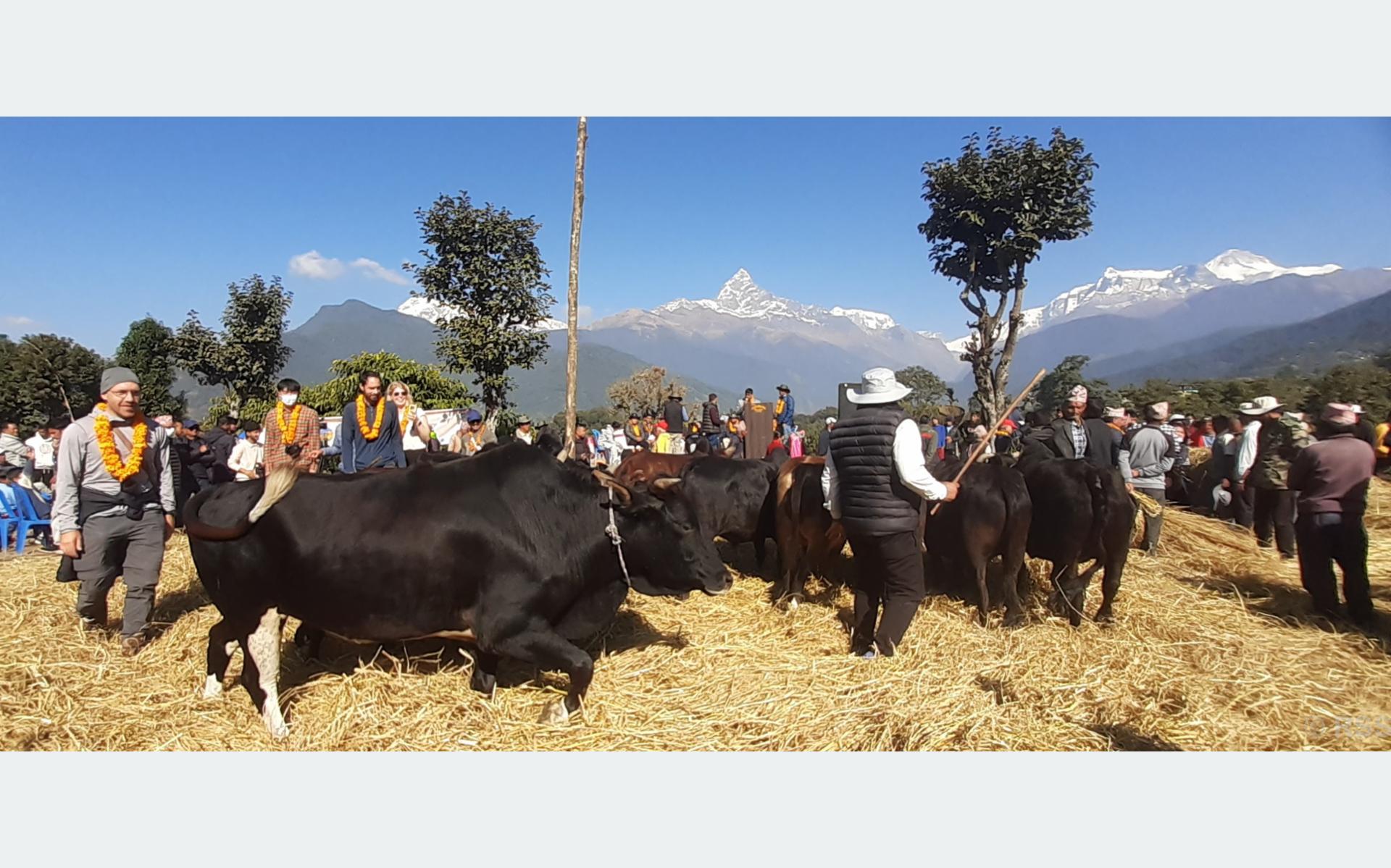 महोत्सवले पोखराको पर्यटन प्रवर्द्धनसँगै अर्थतन्त्र चलायमान