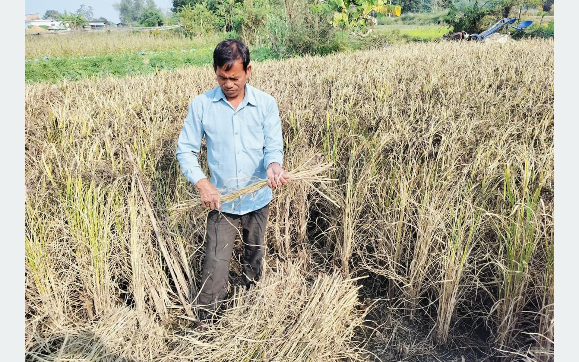 धानको रैथाने जात संरक्षण गर्दै बाँकेका गङ्गानारायण