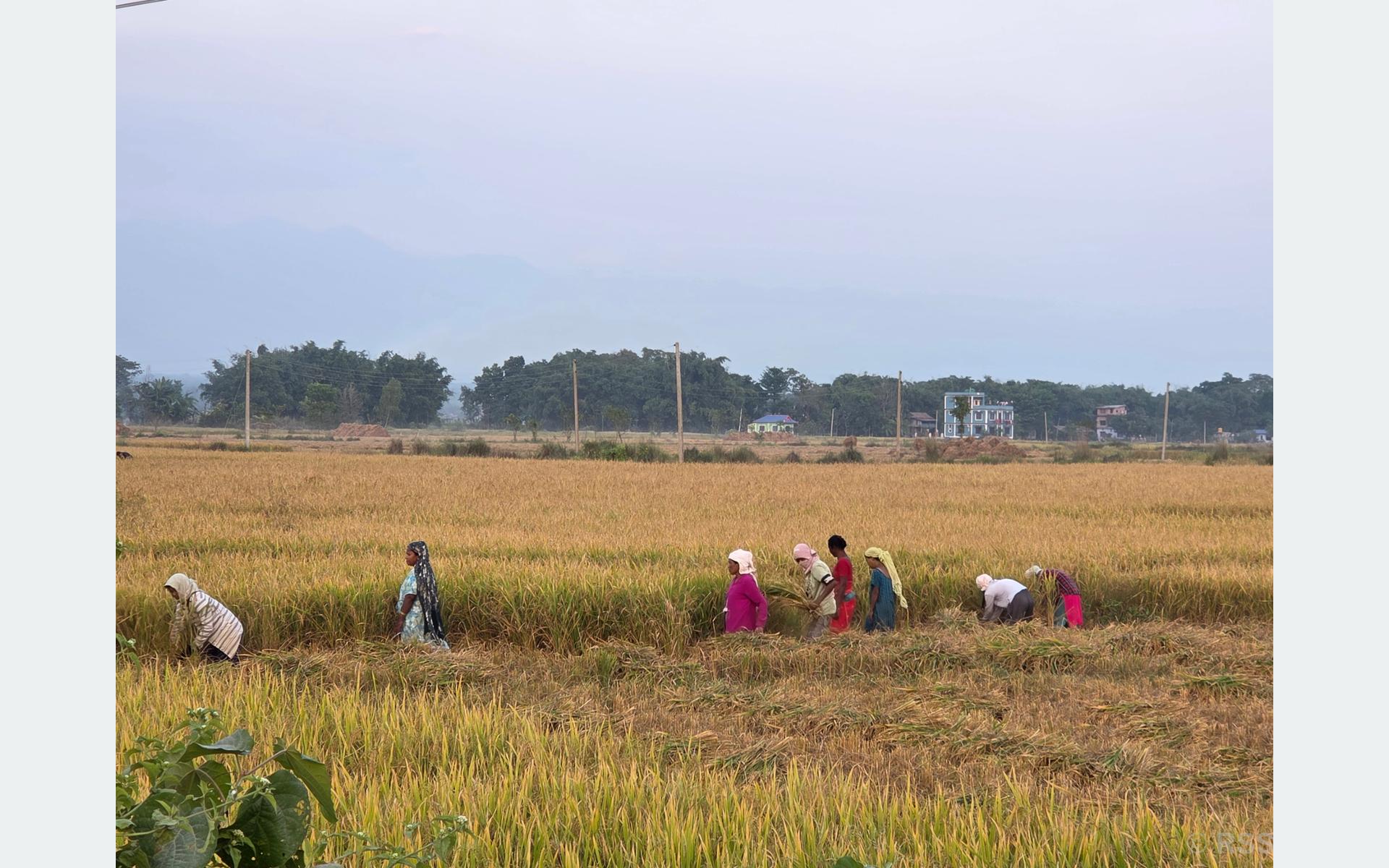 बेमौसमी वर्षाले सुनसरीमा धान उत्पादन घट्यो