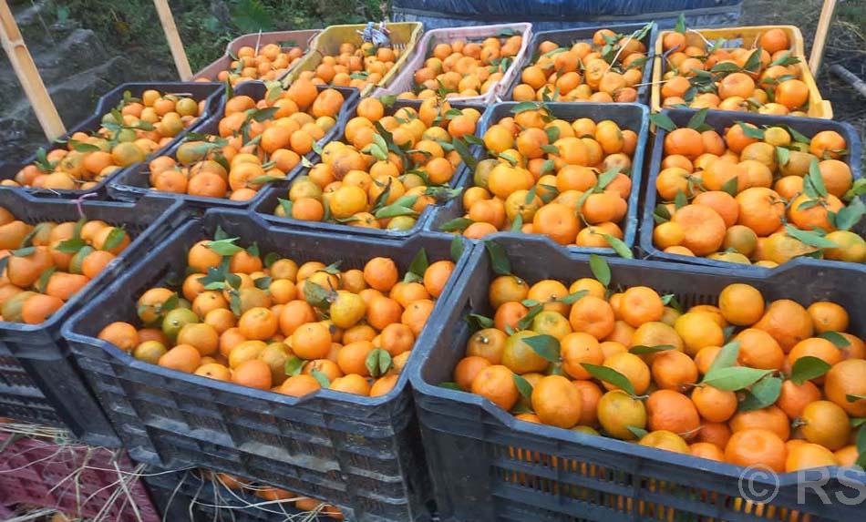 खोटाङमा तीन हजार ४१० मेट्रिकटन सुन्तला उत्पादन