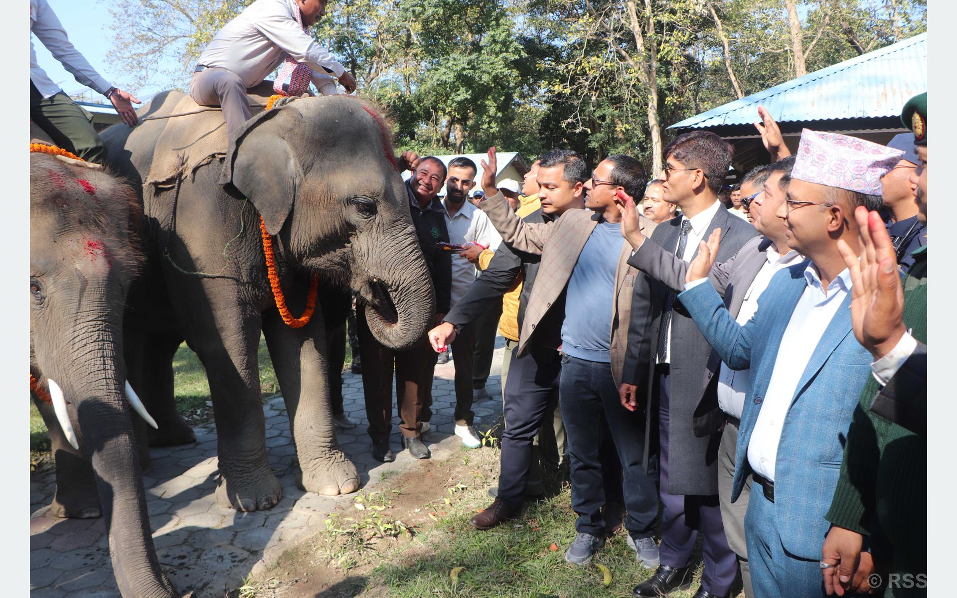 कतार पठाउन लागेका दुई हात्तीको बिदाइ