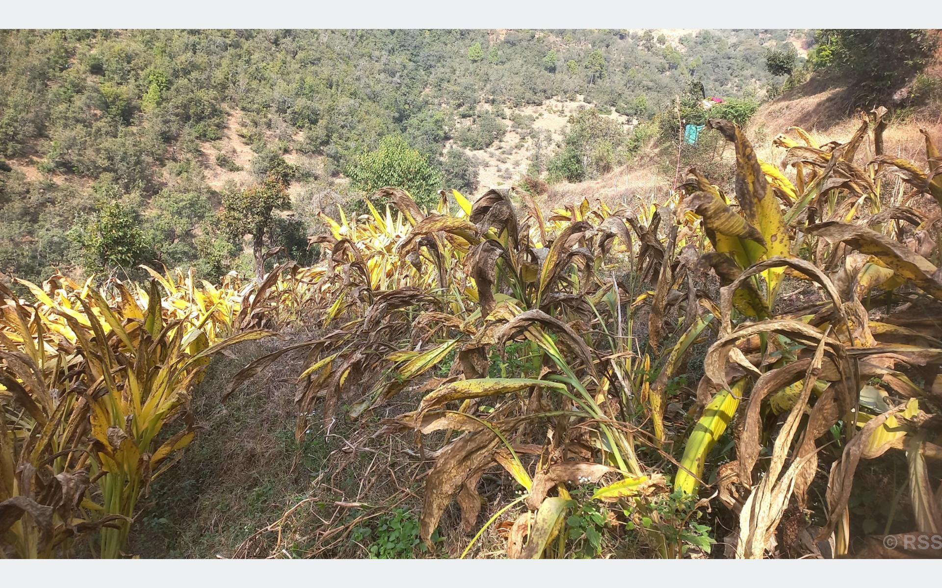 बैतडीका महिला व्यावसायिक रूपमा बेसारखेती गर्दै