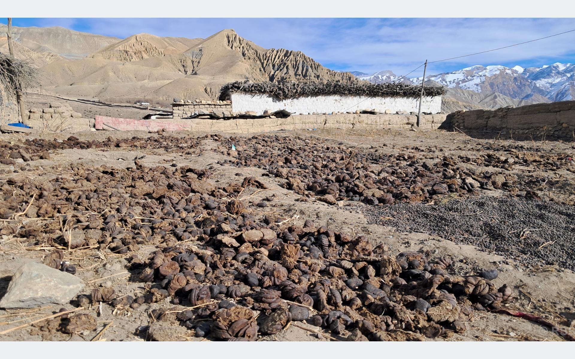 माथिल्लो मुस्ताङमा जाडो थेग्न गुइँठाको भर