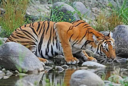 पाटेबाघ बढेसँगै थपियो संरक्षण चुनौती, पीडादायिक बन्दै मानव–बाघ द्वन्द्व