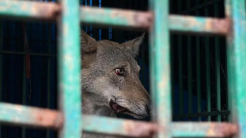 आमाको छेउमा सुतिरहेकी १ वर्षकी बालिकालाई जंगली जनावरले लिएर गयो