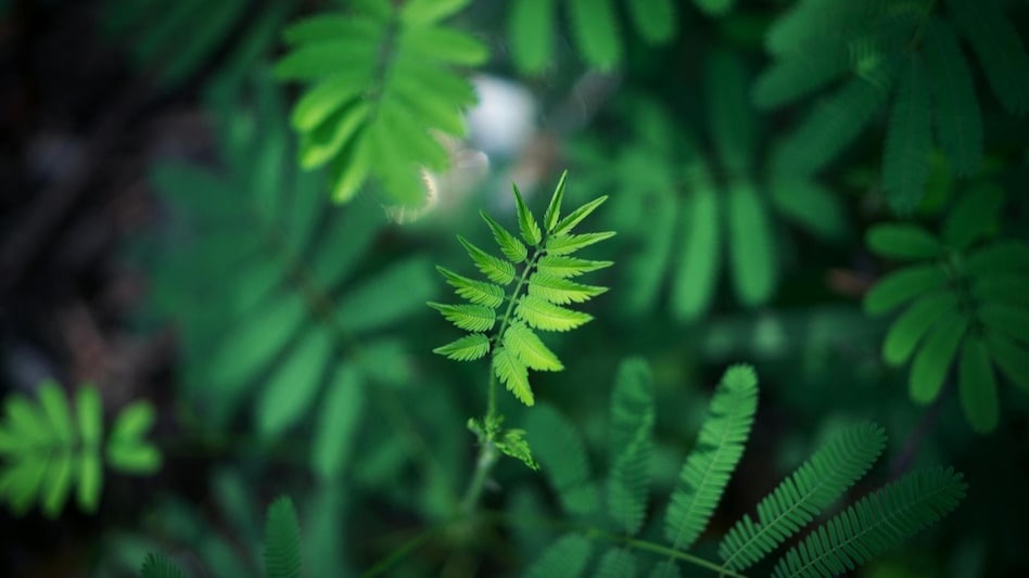 हावाले उडाएर मुखमा पसेको पात थुक्दा ५० हजार जरिवाना