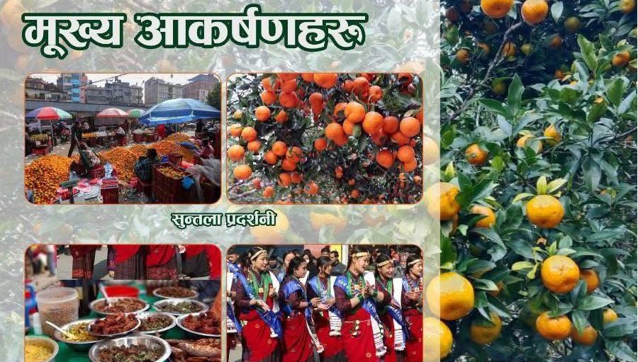 इच्छाकामनामा सुन्तला महोत्सव : पालिकामा १० करोड रुपैयाँसम्म कारोबार