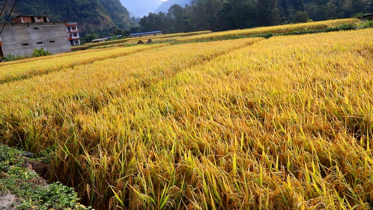 कैलालीमा ८५ हेक्टर क्षेत्रफलमा चैते धानखेती विस्तार गरिँदै