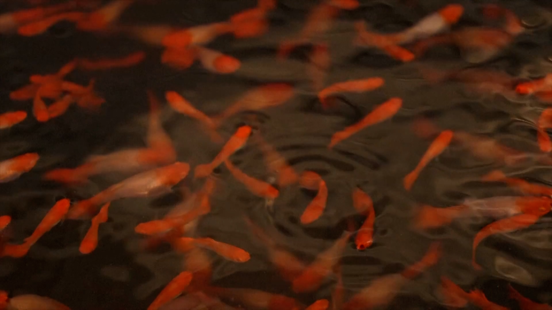 उत्तर–पूर्वी चीनमा सजावटी माछाको व्यापार फस्टाउँदै, दैनिक १० देखि २० हजार माछा विक्री