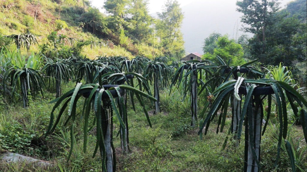 सुख्खाग्रस्त गाउँमा हरियाली : शिक्षक दिलबहादुर बने प्रेरणाका स्रोत