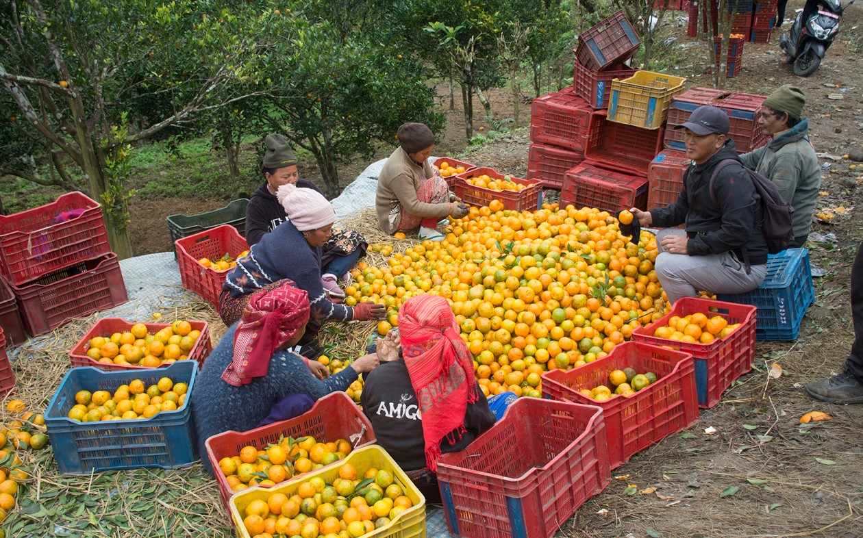 ‘कृषकलाई मौसमले ठग्दो रहेछ’