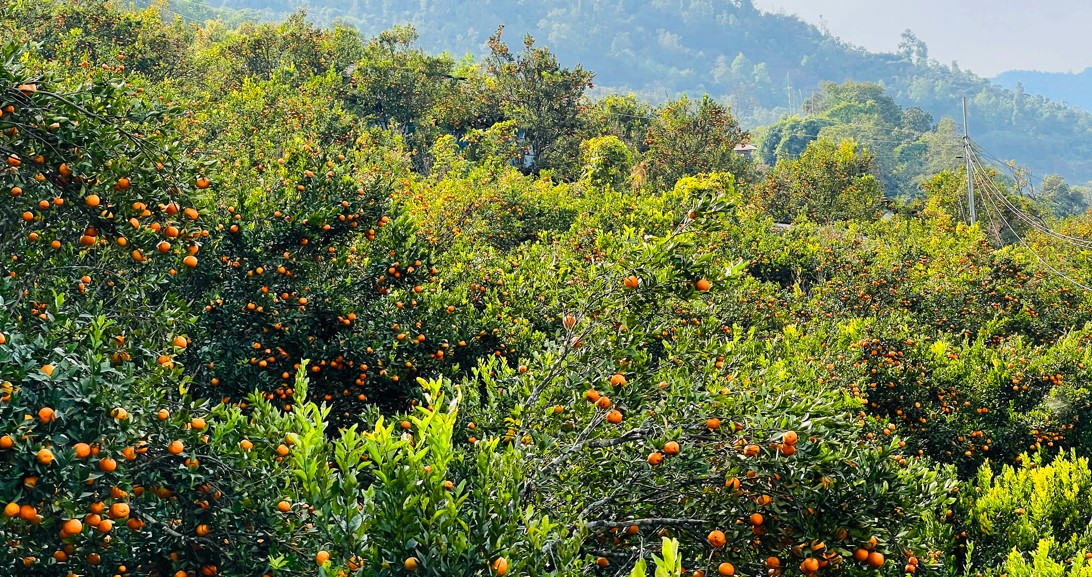 कोदो, मकै फल्ने बारीभरी लटरम्म सुन्तला : यस वर्ष १५ लाखको बिक्री