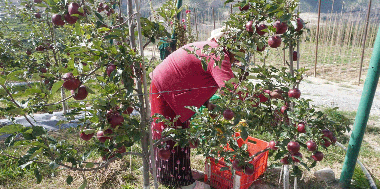 मुस्ताङमा स्याउको उत्पादन घट्यो, आम्दानी बढ्यो