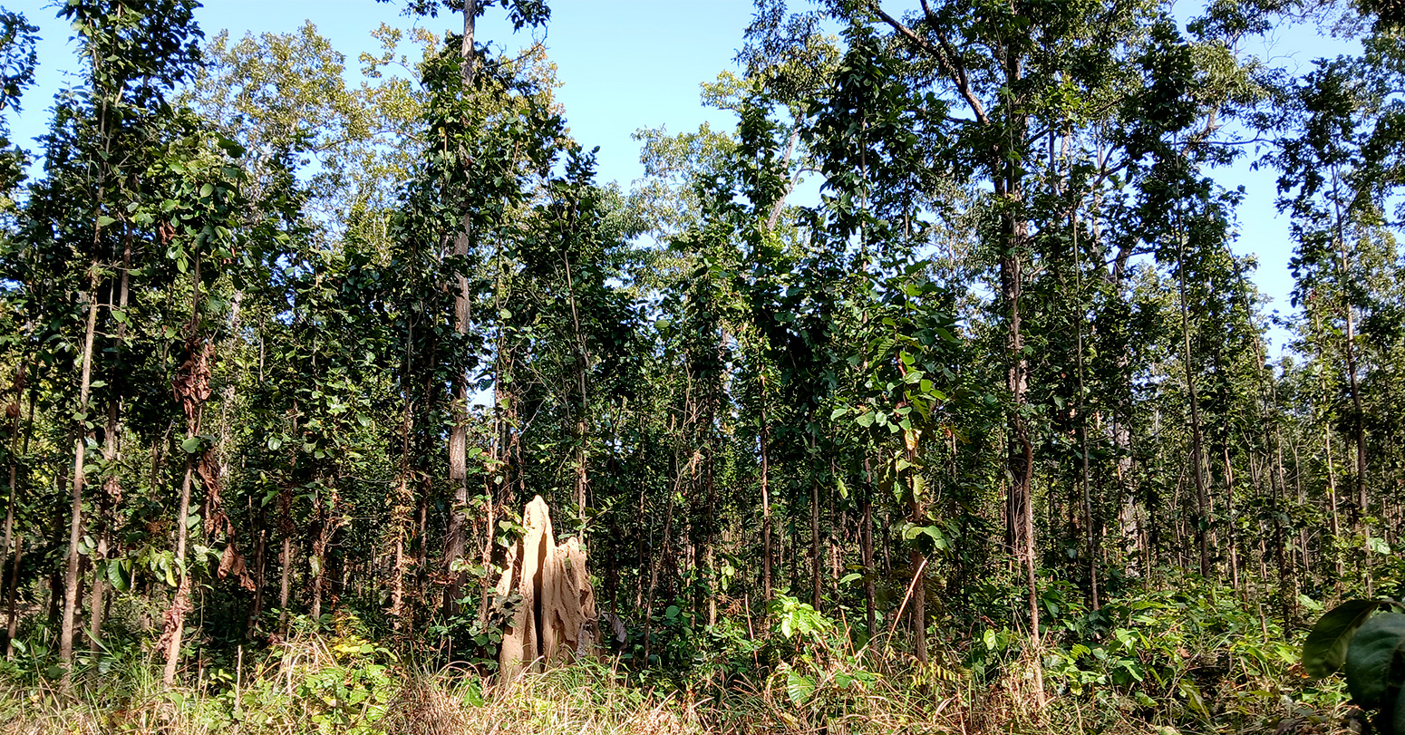 सङ्घीयतापछि पनि मधेसमा रोकिएन वन अतिक्रमण, फिर्ता ल्याउन अझै सकस