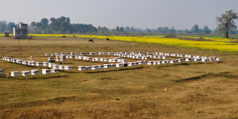 महबाटै करोडको कारोबार गर्दै विनोद