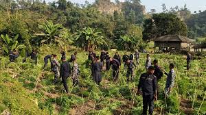 तीस बिघामा लगाएको गाँजा फडानी