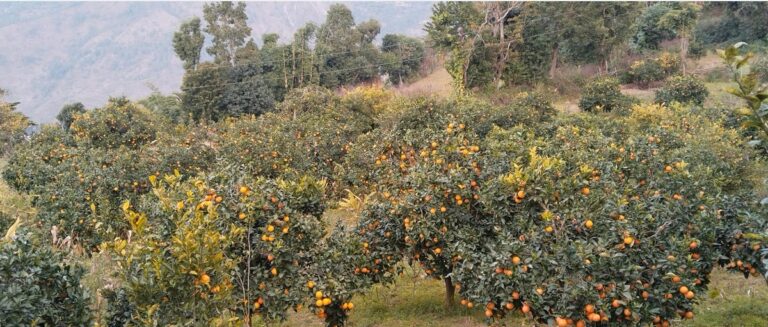रामेछापका जुनार किसानको सक्रियता बढ्यो