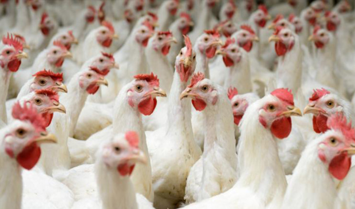 कुखुरामा ‘एनेमिया भाइरस’