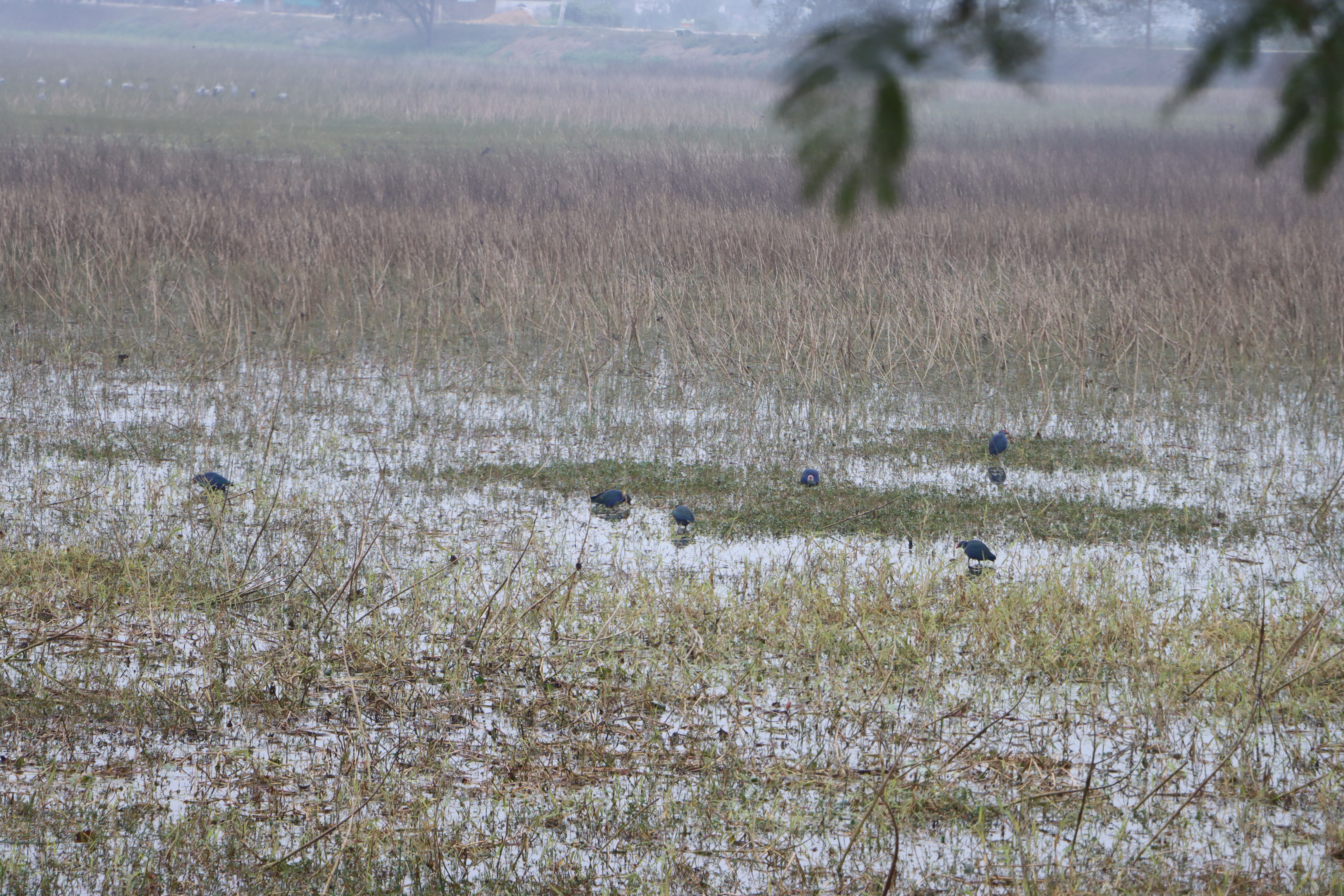 बढैयातालमा रमाउँदै आगन्तुक चराहरु