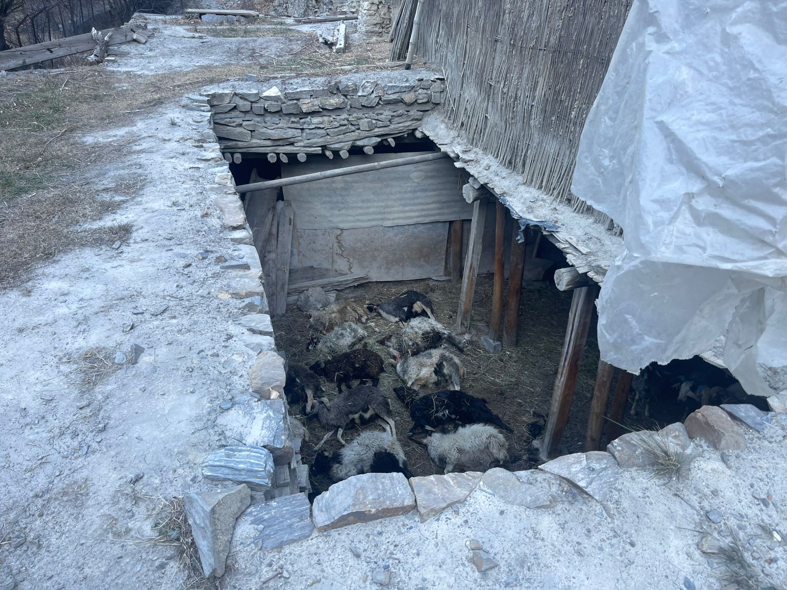 मुस्ताङमा हिउँ चितुवाको आक्रमणले १९ वटा भेडा–च्याङ्ग्रा मारिए