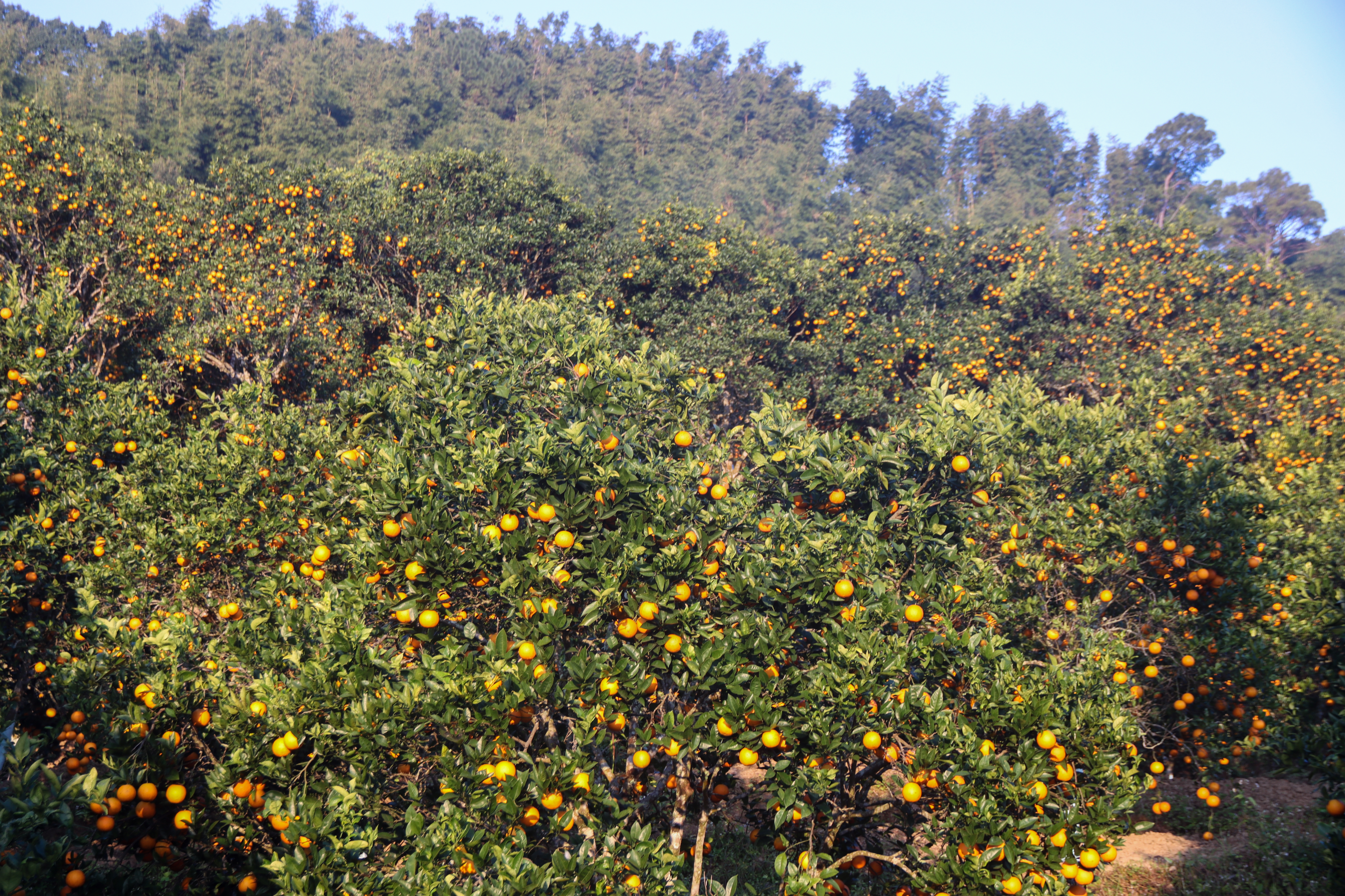 रसिलो र स्वादिलो सिन्धुलीको जुनार (तस्बिरहरु)