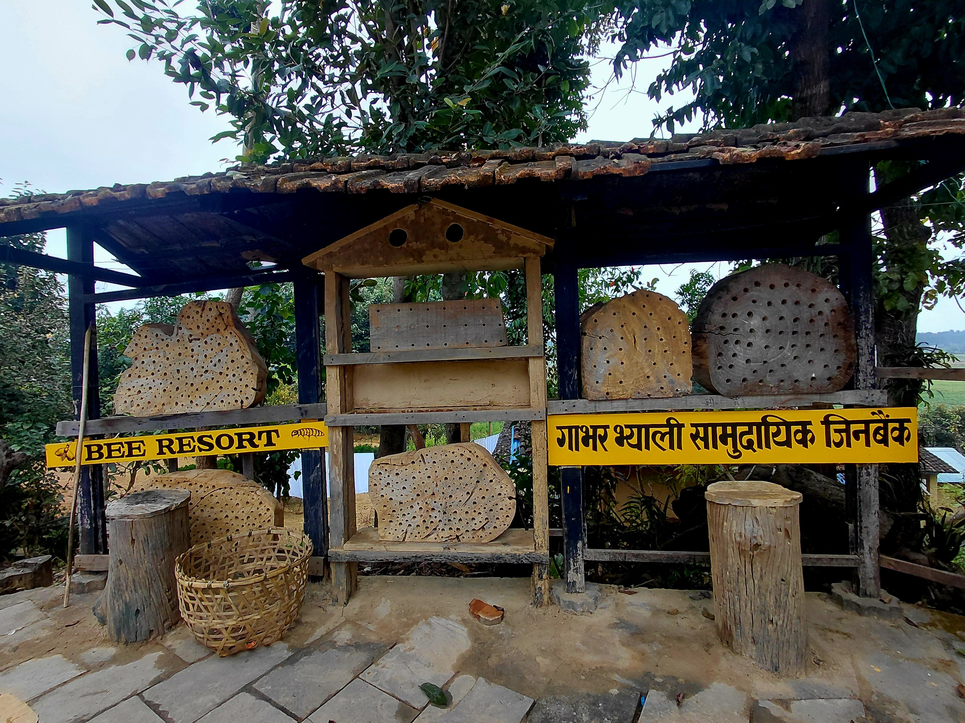 मौरी प्रजातिका घरहरू (तस्विरहरू)