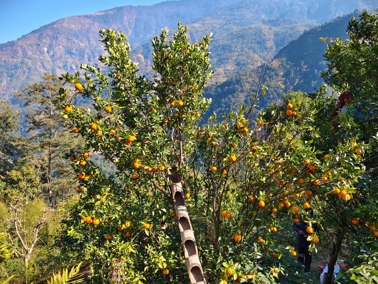 उमाकुण्ड प्रीतिका किसान सुन्तला खेतीबाट मालामाल