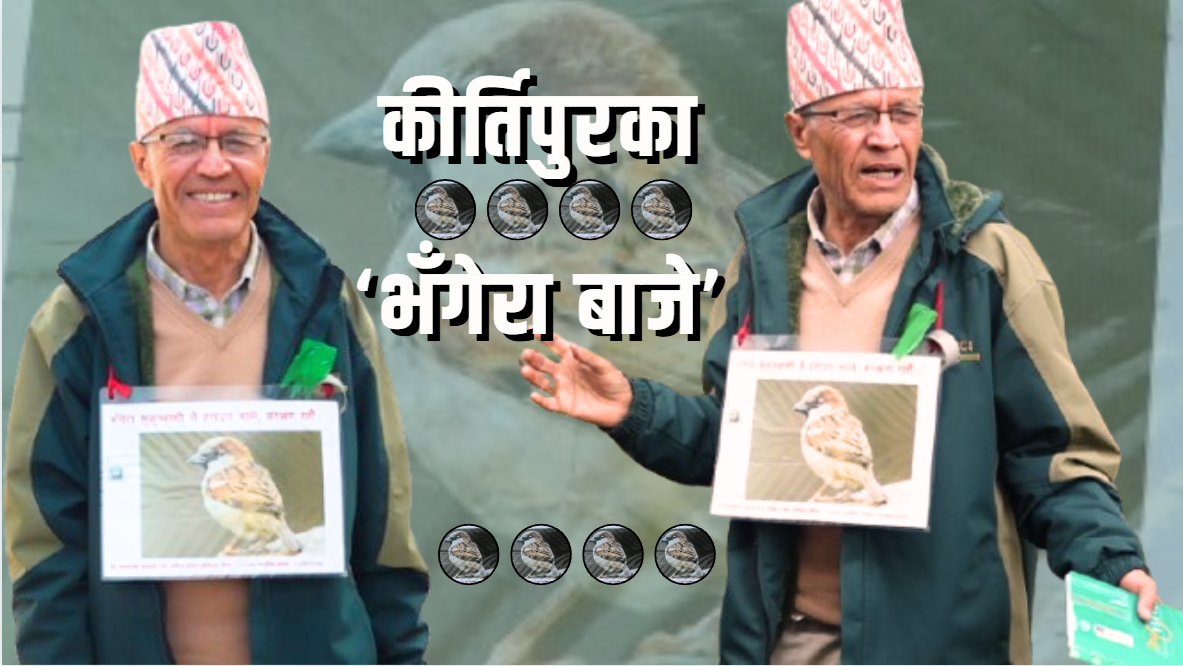 कीर्तिपुरका ‘भँगेरा बाजे’ : जो घर घरमा भँगेराको वासस्थान निर्माणमा सक्रिय छन्